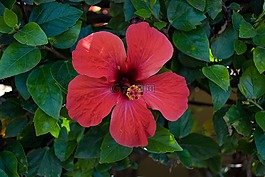 芙蓉,花,紅色