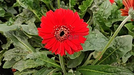 花,植物區(qū)系,自然