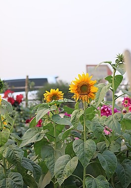 向日葵,花,春