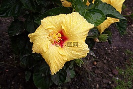 花,黃色,植物區(qū)系