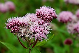 花,紫,開花