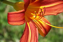 莉莉,花,性質(zhì)