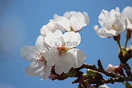 春,鮮花,春天的花朵