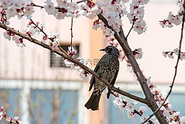 鸟,樱桃,花