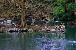 鹅,湖,水