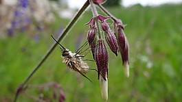 昆虫,bombyliidae,飞