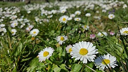 雛菊,白,在草