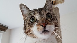 貓,動物,寵物