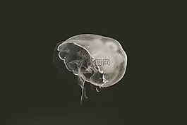 海蜇,水,動(dòng)物