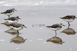 鳥,水禽,海