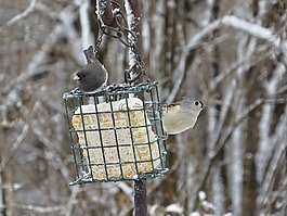 灯芯草雀,tufted titmouse,鸟