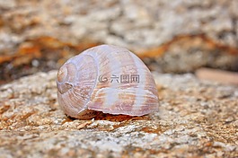 殼,離開,石