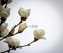 鮮花,花,春