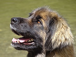 leonbergers,狗,金发