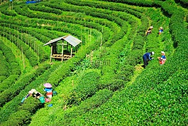 茶园。,花园,性质