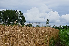 原野,玉米田,農(nóng)業(yè)