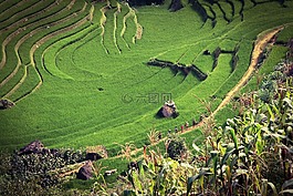 農業,退耕還林,景觀