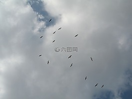 鳥,天空,云