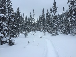 冬天,滑雪,樹