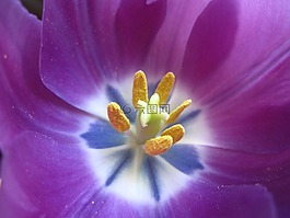 郁金香,雄蕊,花