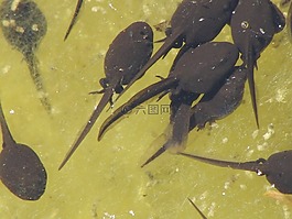 蝌蚪,水轉型,性質