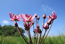 花,粉紅色,天鵝花