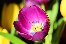郁金香,春,復(fù)活節(jié)