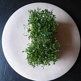 水芹,草藥,綠色