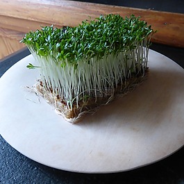 水芹,草藥,綠色