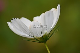 花,性質(zhì),葉