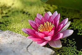 蓮花,水百合,粉紅色