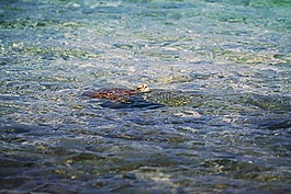 動(dòng)物,兩棲類,海龜