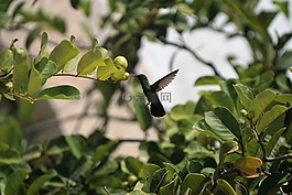 動物,鳥,蜂鳥