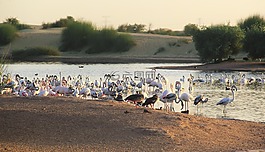 水,鳥(niǎo),湖