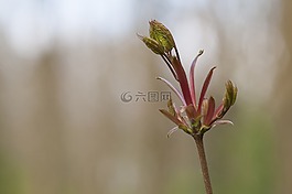 春天,發芽,綠色