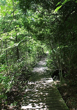 森林,线索,花盆岛