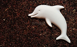 海豚,石膏,空白