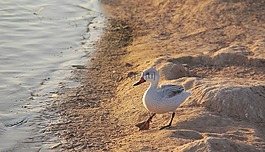 鳥(niǎo),自然,水
