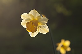 春天,納西斯 ·,太陽