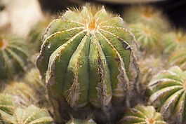 仙人掌,植物,花园