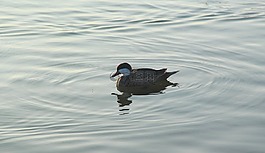鳥(niǎo),水,湖
