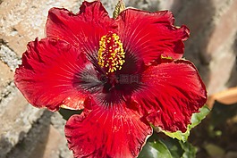 花,植物,葉