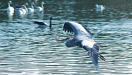 水,鳥,自然