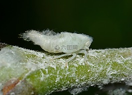 昆蟲,mectafa,白