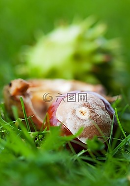 秋,棕色,conker