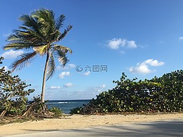 棕櫚樹,假期,旅行