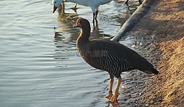 鳥,水,野生動物