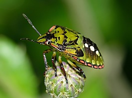 半翅目,昆蟲,nezara