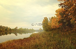 森林,自然,景觀