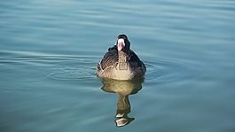 水,湖,鳥(niǎo)